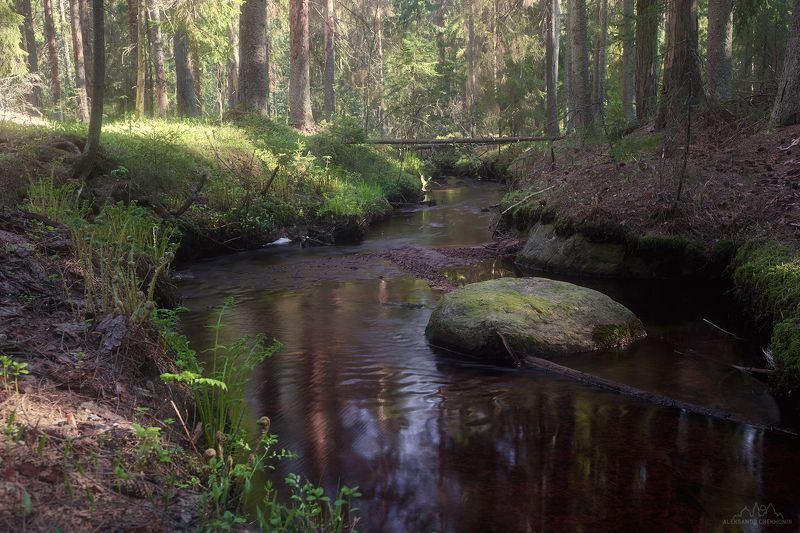 В весеннем лесуphoto preview