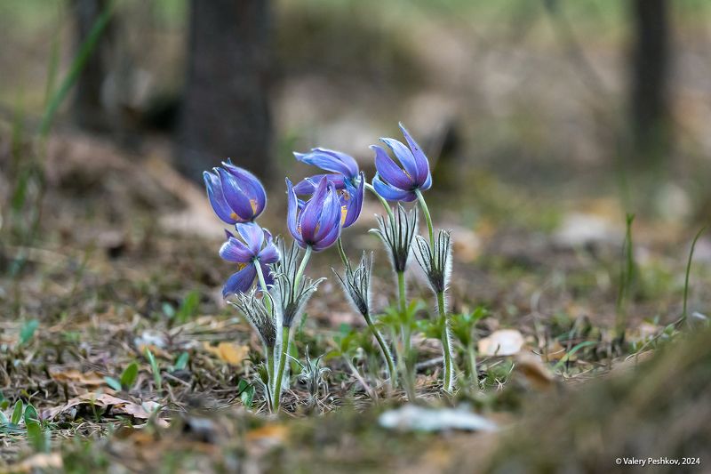 сон-трава, прострелы, весна, апрель, мещёра, рязанская область Сон-трава 2024photo preview