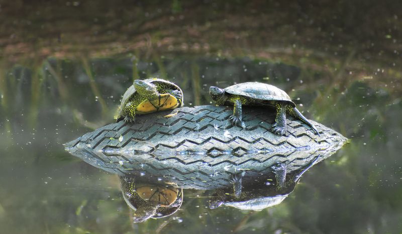 черепашки  греются на солнце photo preview