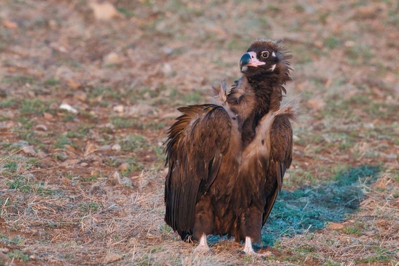 гриф Чёрный грифphoto preview