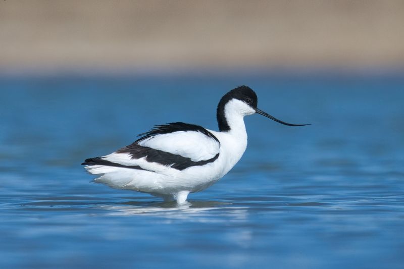 шилоклювка Шилоклювкиphoto preview