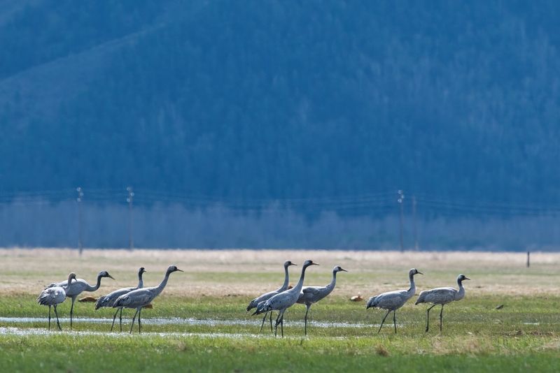 Серый журавльphoto preview