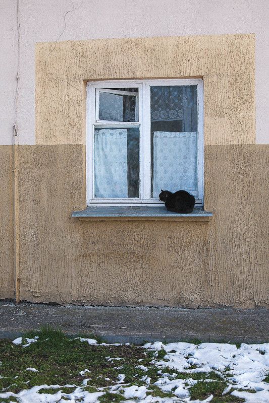 кот Постоянствоphoto preview