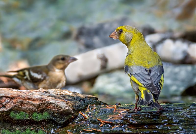птицы, зеленушки, самец, слёток, У ручья. (зеленушки)photo preview