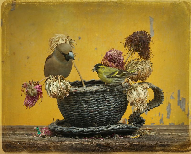 spinus spinus Где ты былphoto preview