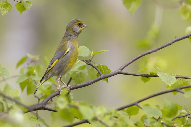 птицы, подмосковье Щечкиphoto preview