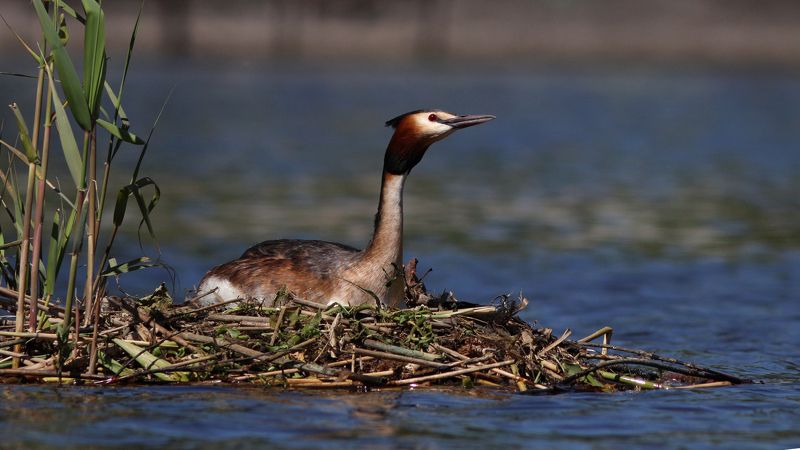 чомга, большая поганка, podieps cristatus, great crested grebe Чомга на гнездеphoto preview
