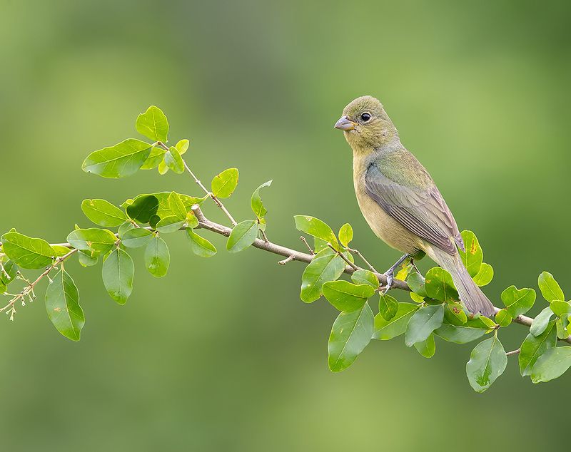 расписной овсянковый кардинал, painted bunting, кардинал,весна Juvenile, Painted Bunting - Расписной овсянковый кардинал, молодойphoto preview