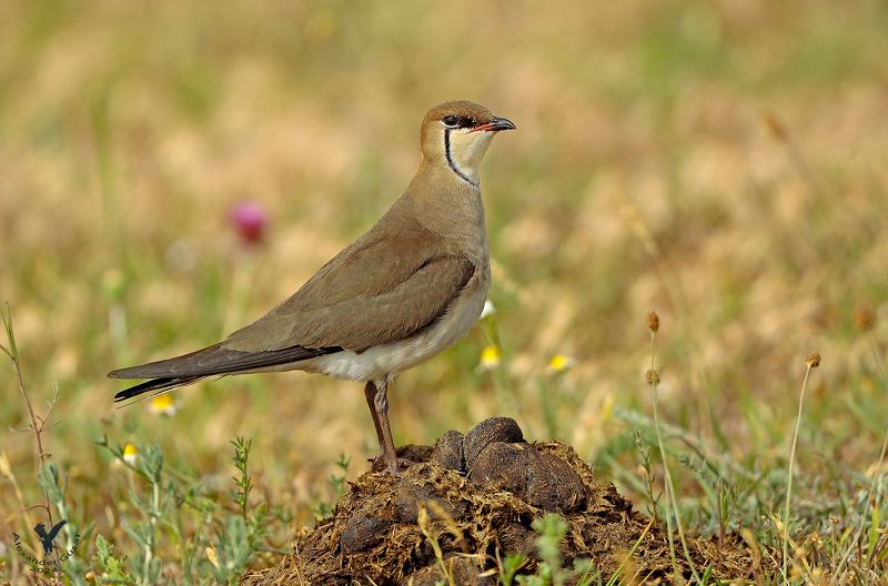 степная, тиркушка Принцесса на горошине. фото превью