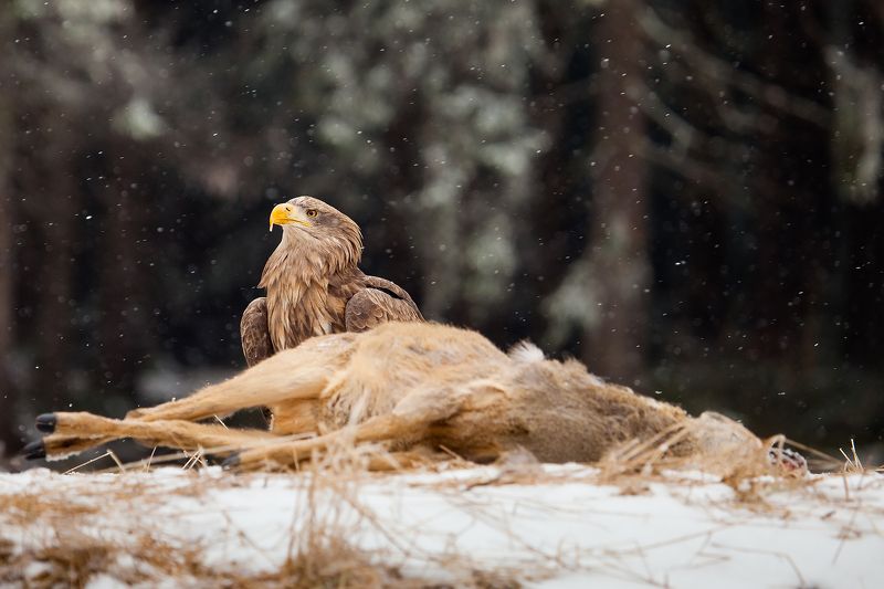Sea Eaglephoto preview
