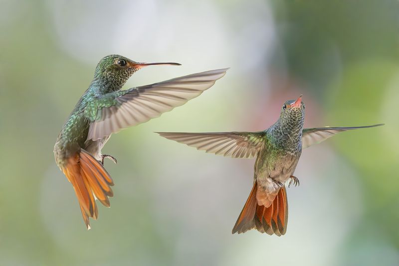 Birds, Hummingbirds, Nature, Birds in Flight Rufous Tail Hummingbirds in Flightphoto preview