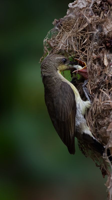 #bird #natgeo #photography #birdphotography #nature #beeeater #green #animal #wildlife #owlet Purple sunbirdphoto preview