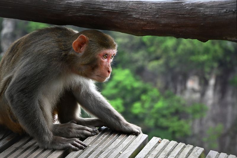 Высоко сижу, далеко гляжу ...photo preview