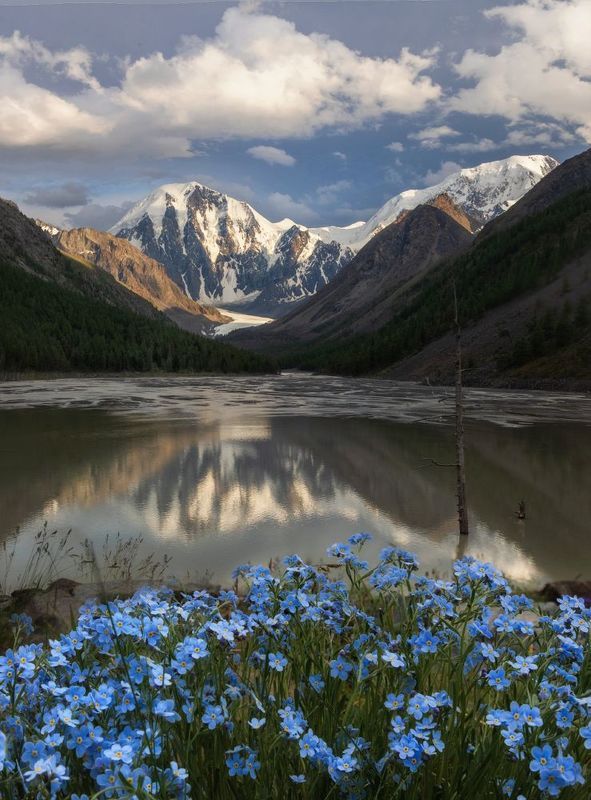 алтай, горный алтай, пейзажи алтая, кош-агачский район, горная река, мажой, горы, незабудки, карагем-баши, лето в горах Маашей и незабудочникphoto preview