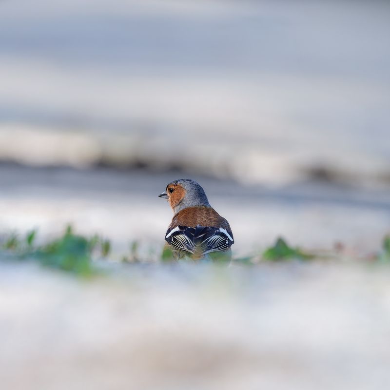 И зачем я сюда прилетел фото превью