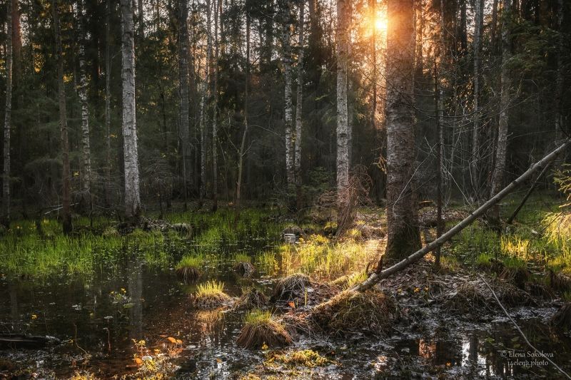 пермь, балатовский парк, черняевский лес, лес, весна, тайга, вечер, закат, отражение, вода, калужница, май Весенний лесphoto preview