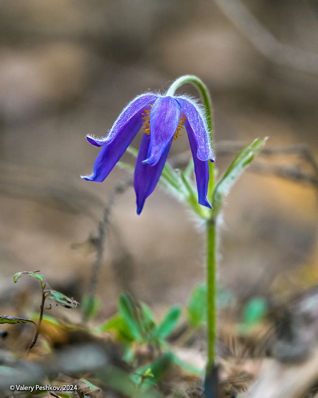сон-трава, прострелы, весна, апрель, мещёра, рязанская область. Сон-трава, вертикальная версияphoto preview