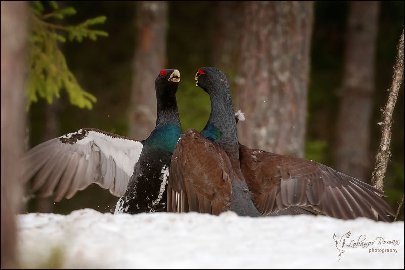 Битва в лесной чащеphoto preview