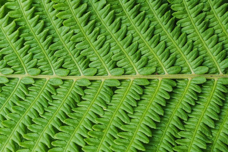 интимный пейзаж, природа, зелень, крупный план, симметрия photo preview