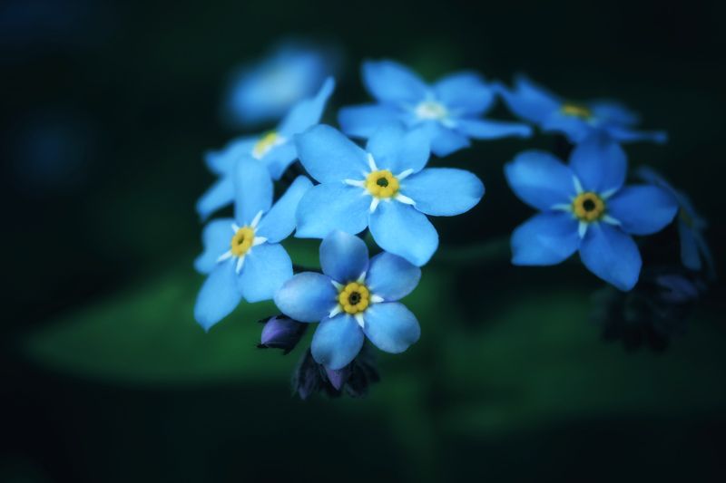 blue, flower, cute, macro, nature, forget me not Forget-me-notphoto preview