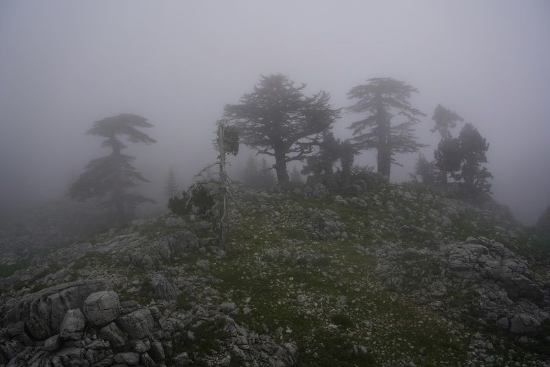 evening, fog, mysticism, evening, tree, stone, landscape Fogphoto preview
