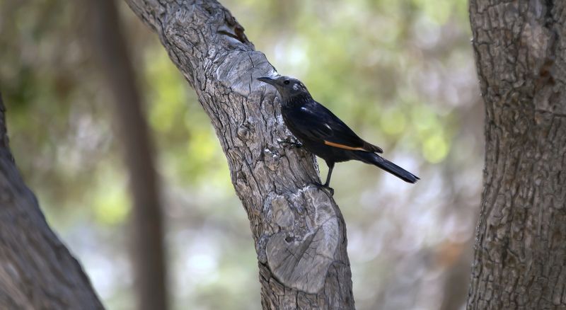 Тристрамов длиннохвостый скворецphoto preview