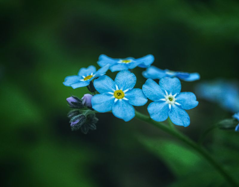 blue, flower, nature, macro, forget me not Forget-me-not flowerphoto preview
