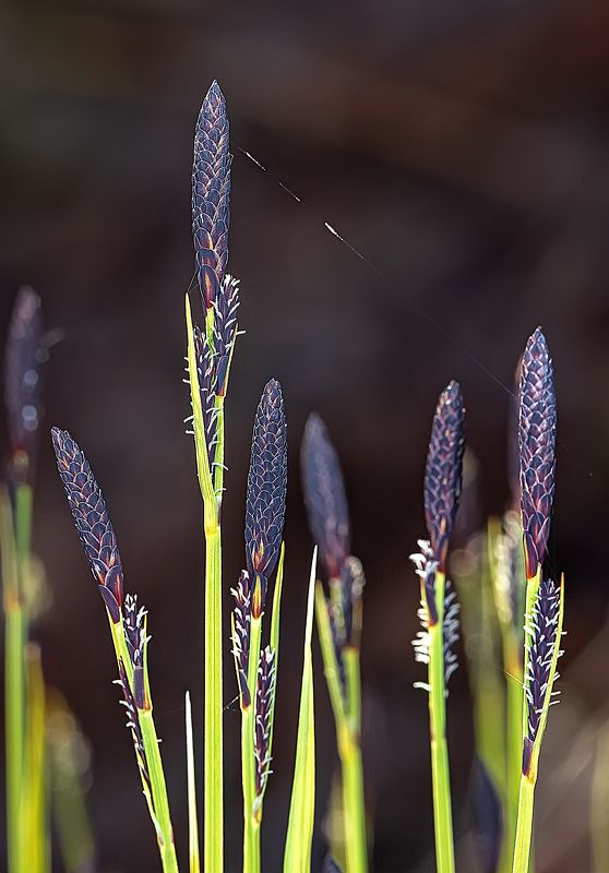 растения, осока, природа, опушка леса Колоски чёрной осокиphoto preview