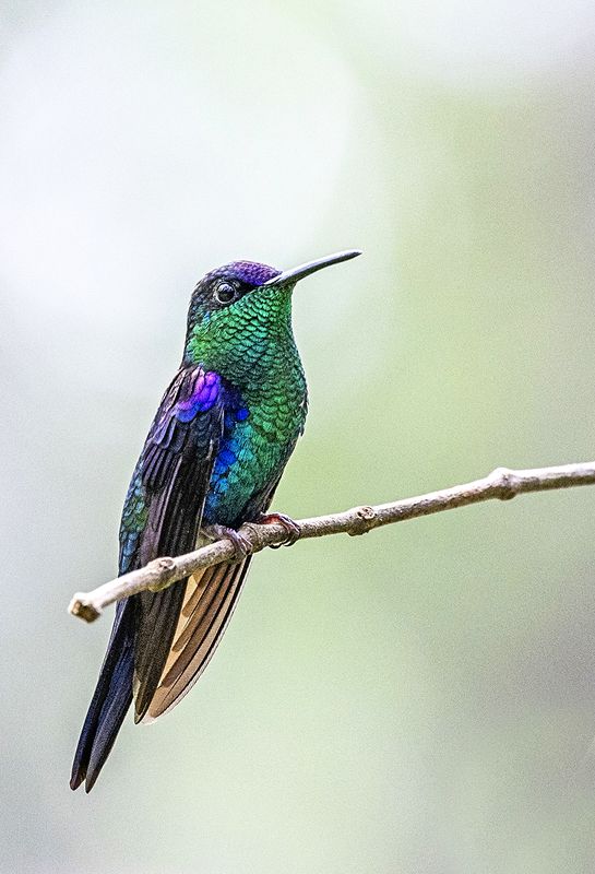 Birds, Hummingbirds, Nature Crowned Woodnymphphoto preview