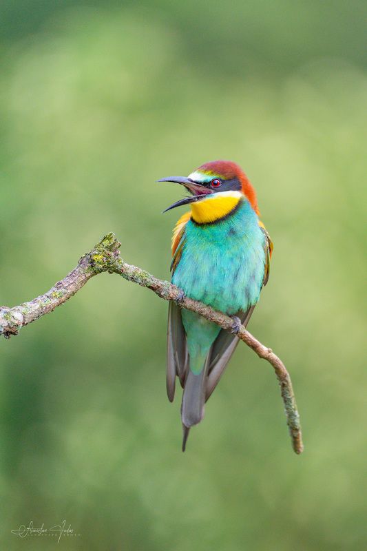 european bee-eater, merops apiaster, wildlife, bird, birds, moravia, nature European bee-eater in South Moraviaphoto preview