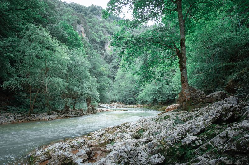 лес, река, горы, скалы, дерево Буковый лесphoto preview