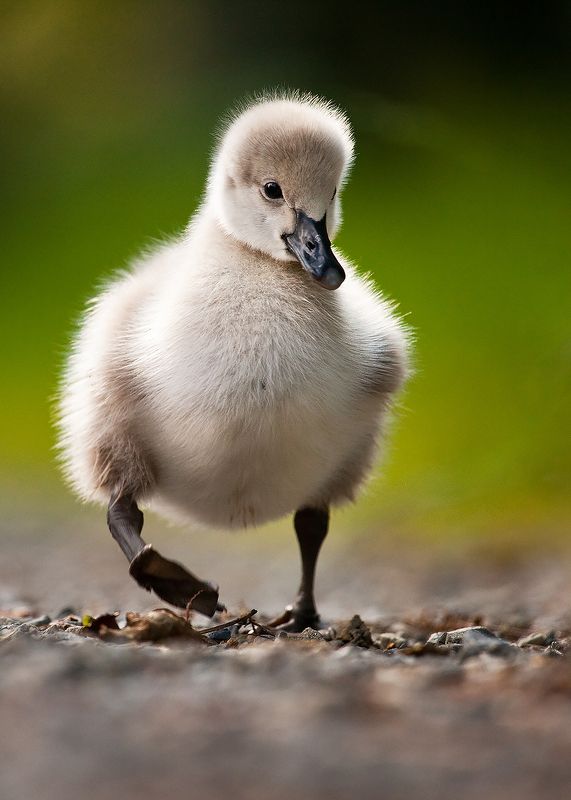 Black swan babyphoto preview