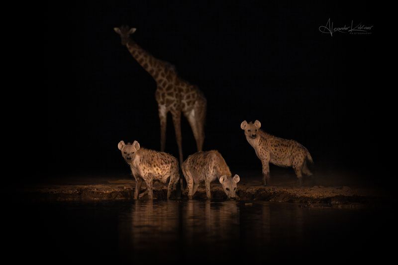 гиена Гиены... фото превью