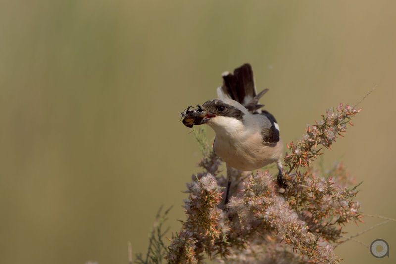 птица сорокопут *photo preview