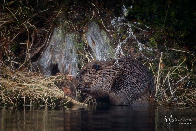 * * * фото превью