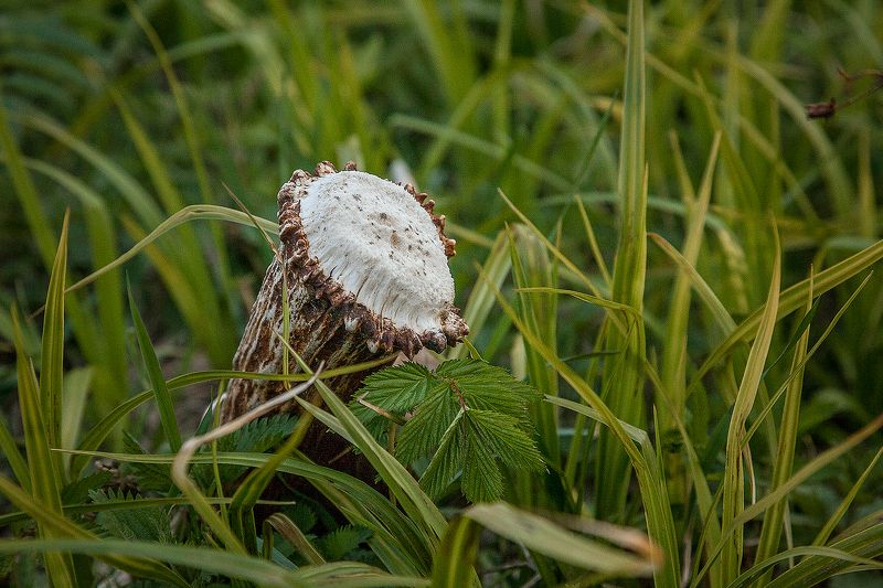 Гриб Роговик лосиныйphoto preview