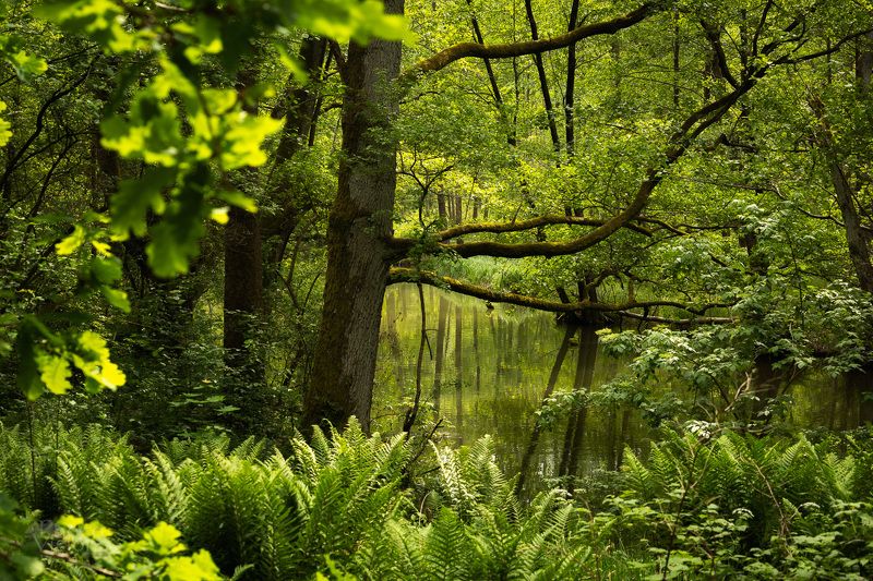 forest,river,trees,nature,green,summer,plants,woods,woodland \'Green Hell\'photo preview