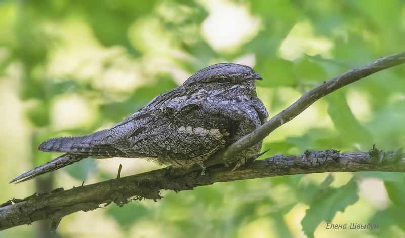 bird of prey, animal, birds, bird,  animal wildlife,  nature,  animals in the wild, птицы, птица, european nightjar, козодой, обыкновенный козодой European nightjarphoto preview