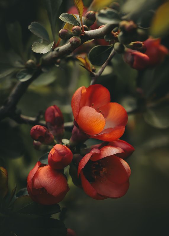 айва, blooms, blooming , blossoms quincephoto preview