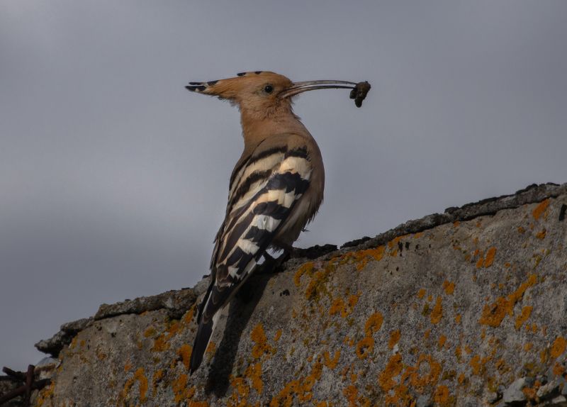 птица удод личинка добыча камень Гордость добычейphoto preview