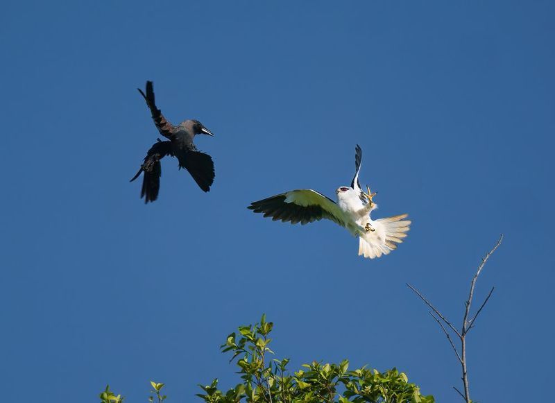 Introducing a passionate wildlife photographer, dedicated solely to capturing the untamed beauty of avian life in their natural habitats. I\'m an individual deeply committed to the artistry and preservation of birds in the wild. With an unwavering ethos agphoto preview