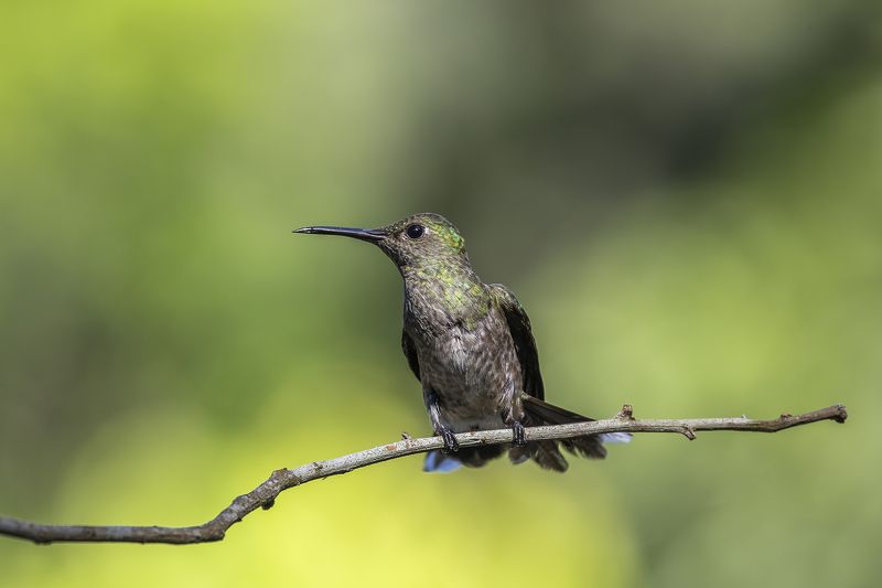 Birds, Hummingbirds, Nature Scaly Breasted Humingbirdphoto preview