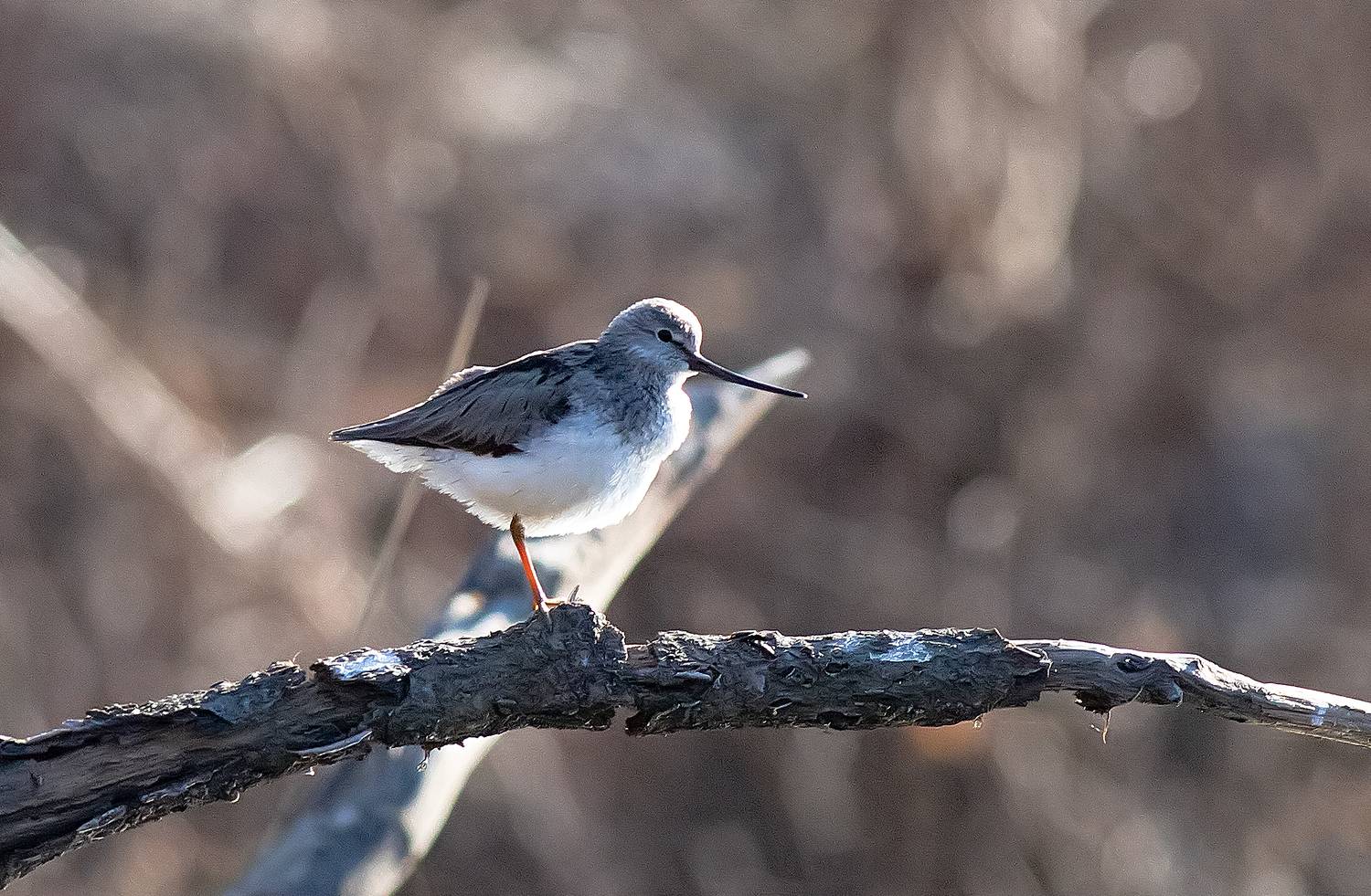 Кулик мородунка. Автор: Широких Александр птицы, кулики, мородунка, лес, озеро, Широких Александр