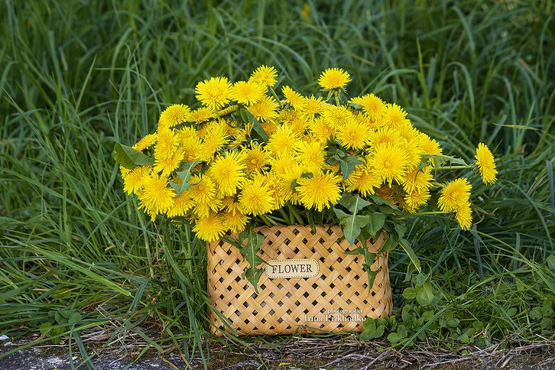 пленэр, природа, цветы, одуванчики, весна Одуванчики в корзинеphoto preview