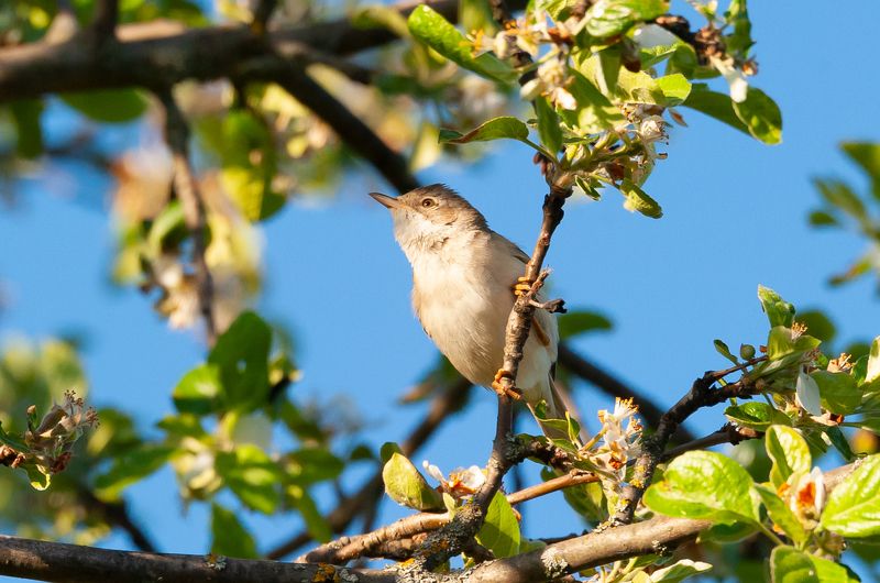 Пеночка-теньковкаphoto preview
