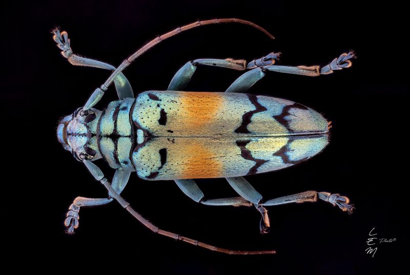 Sulawesiella rafaelae (Lansberge, 1885)photo preview