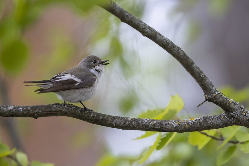 Птицы, Подмосковье ***photo preview
