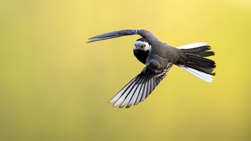 Трясогузки.photo preview