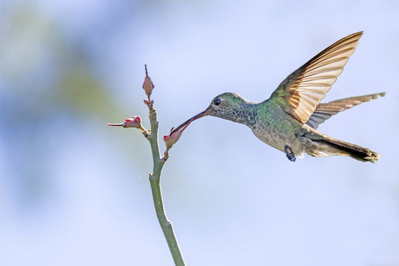 Birds, Hummingbirds, Birds in Flight, Nature Honduran Emeraldphoto preview