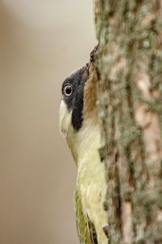 Зеленый дятелphoto preview